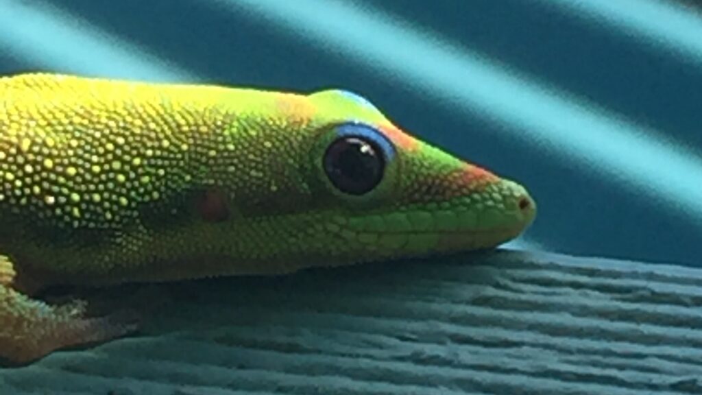 gecko