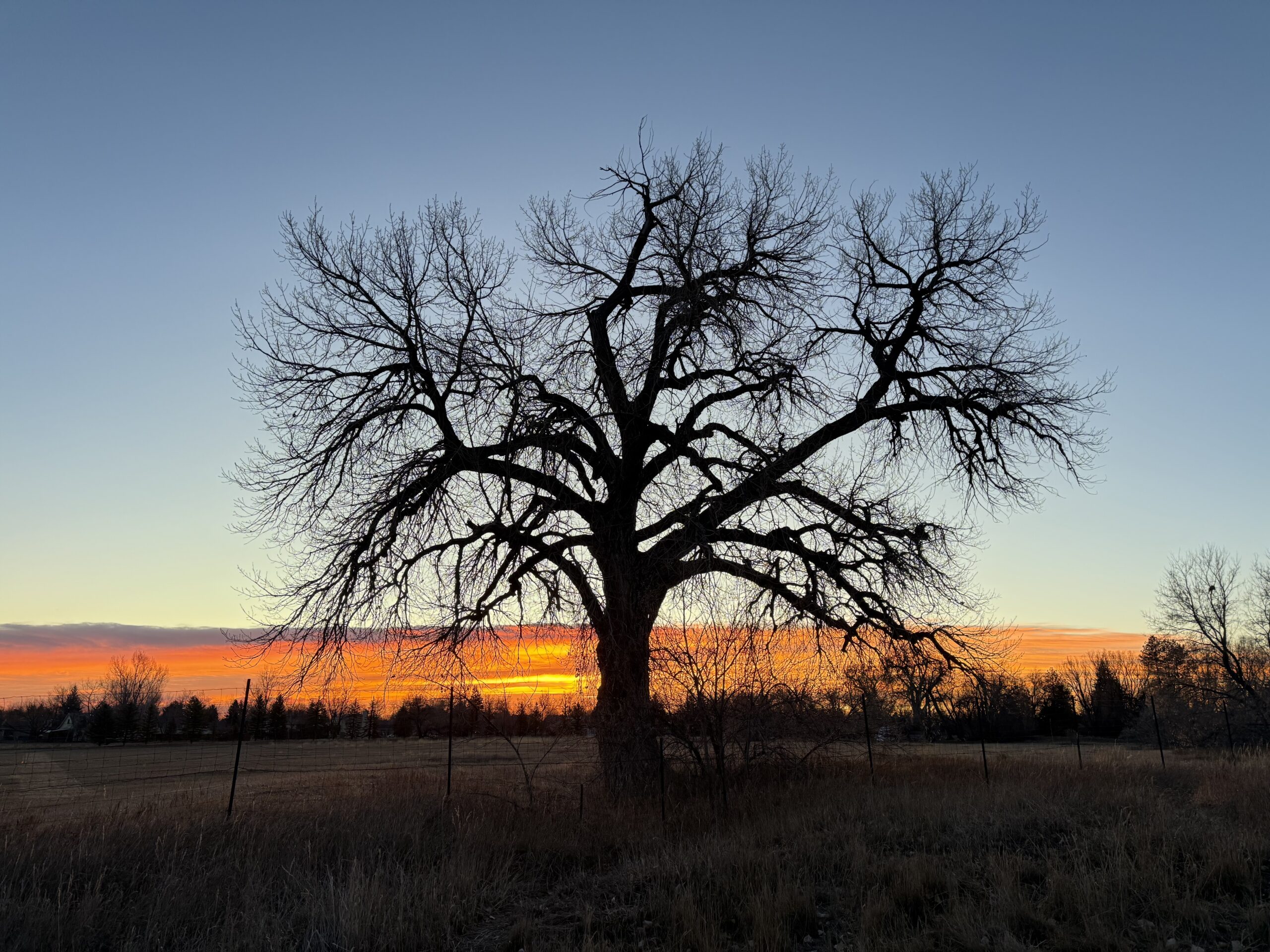 Cottonwood in the sunrise