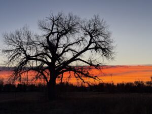 Cottonwood in the sunrise