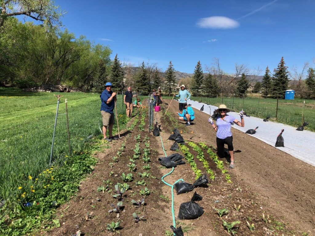 Garden with people and rows