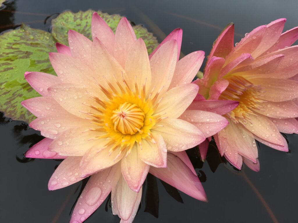 lotus