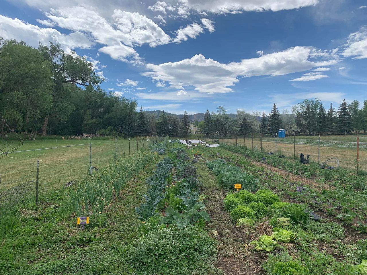 garden rows ful with plants no people