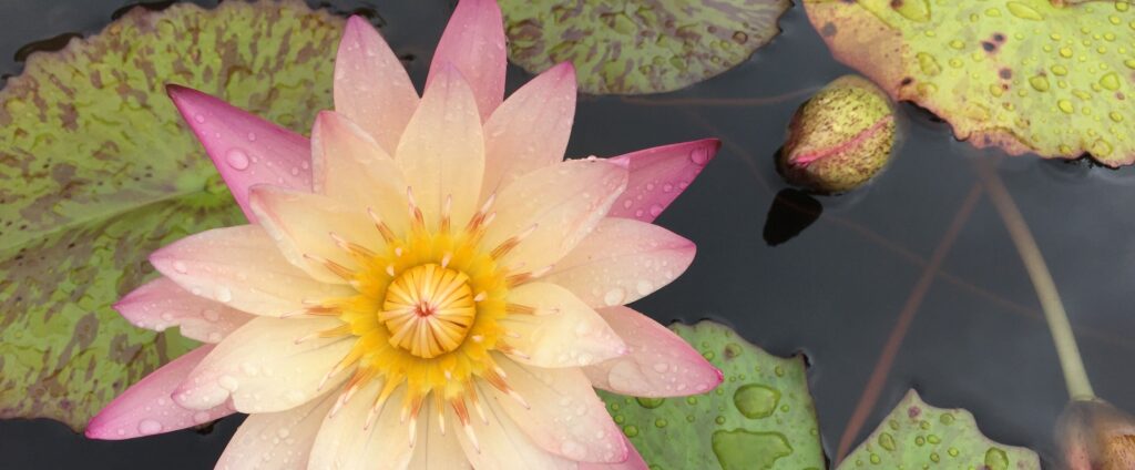 lotus header