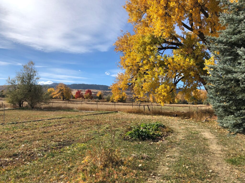 View of land on Orchard Street with "Heritage Cottonwood" noted in site plan below.