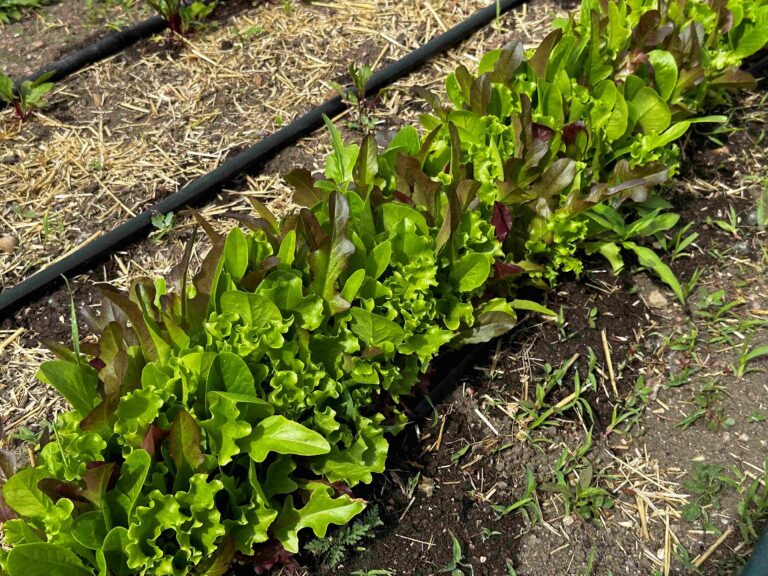 garden row of salad greens