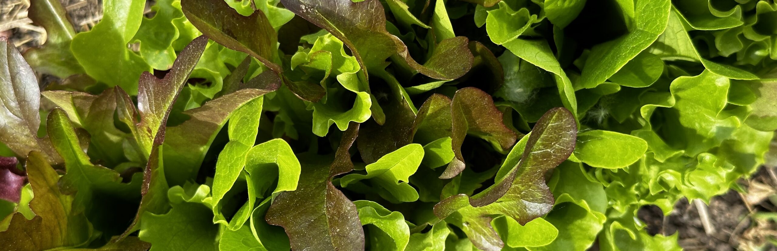 salad greens narrow horizontal