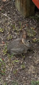 baby bunny