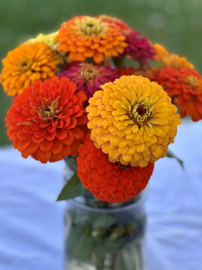 Fall flowers - zinnias